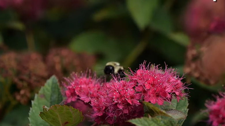 Bumble bee on Double Play Doozie spirea
