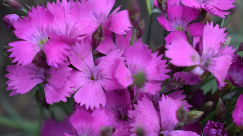 Light magenta flowers of firewitch dianthus