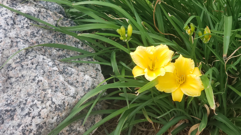 Gorgeous yellow flowers of 'Happy Returns' daylily