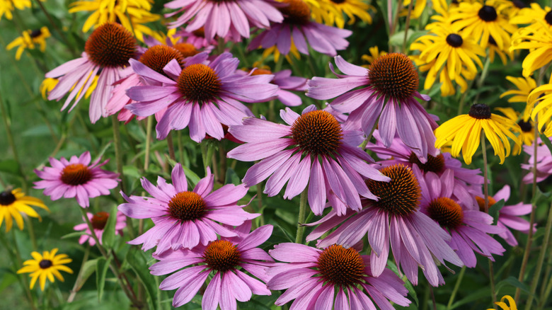 Pink coneflowers blooming in garden along with yellow sunflowers