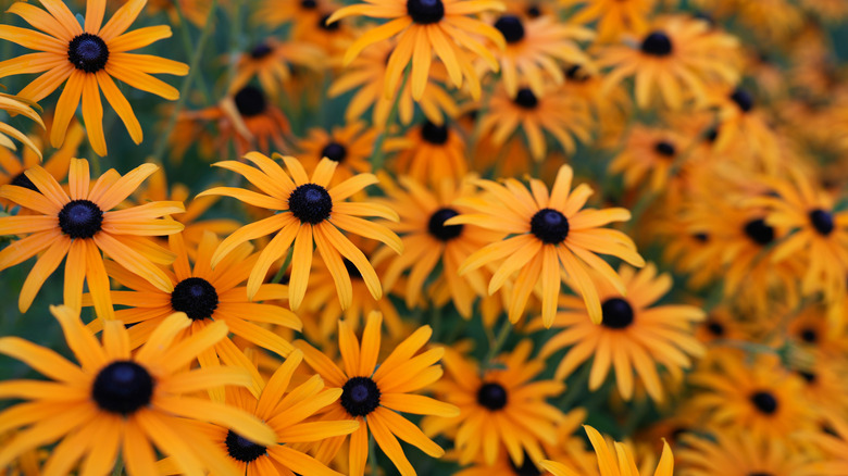 Black-eyed orange coneflowers in bloom