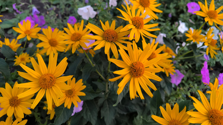Golden-centered orange flowers of oxeye sunflower