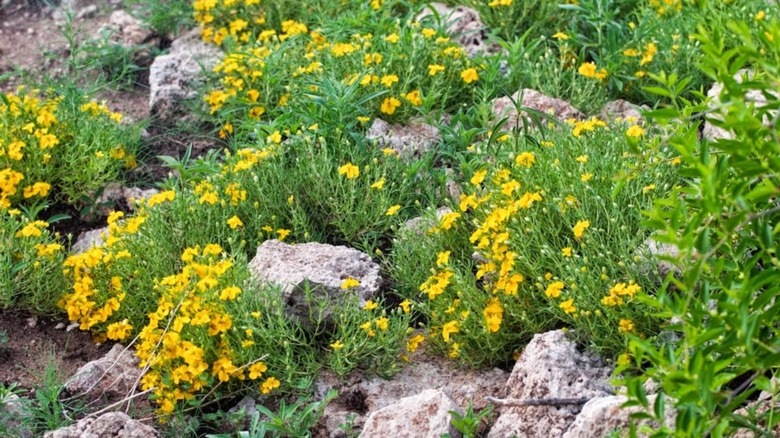 Yellow flowers of plains zinnia in a rocky landscape