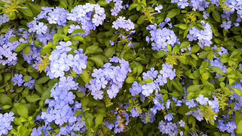 Blue plumbago flowers growing in garden