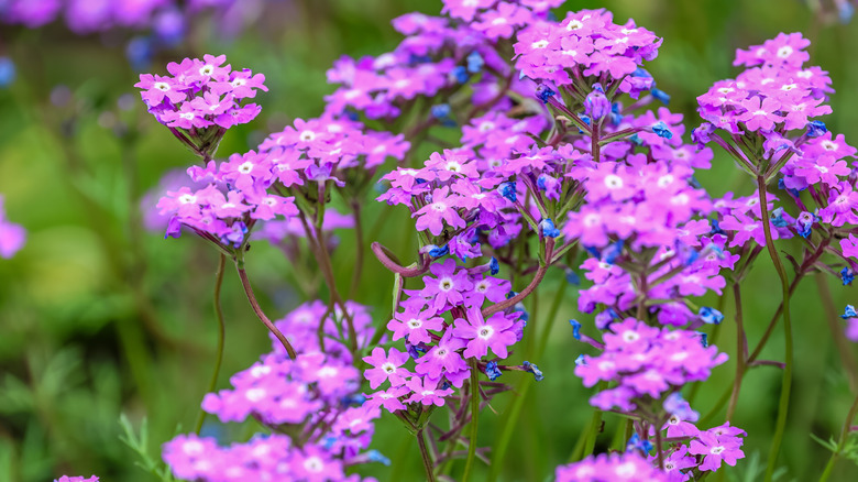 Pink-purple flowers of rose verbena in blooming in clumps