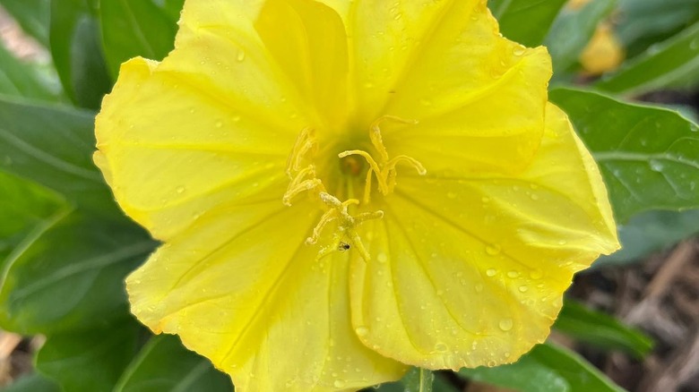 Water droplets on a yellow flower of 'Silver Blade' evening primrose