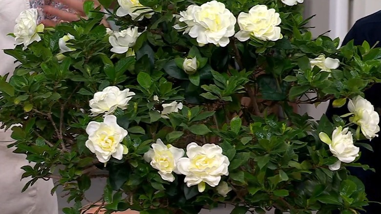 'Steady as She Goes' gardenia flowers growing in a pot