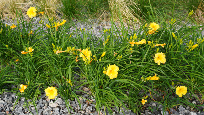 Yellow 'Stella D'Oro' daylilies growing in a rock garden