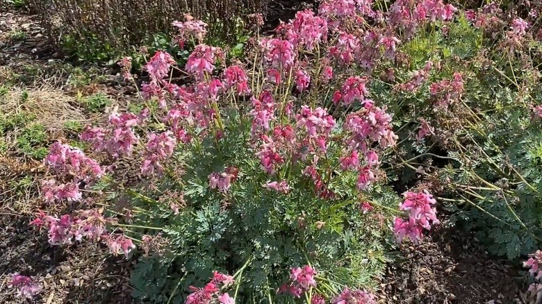 Sun Jewels 'Pink Diamonds' fern-leaved bleeding heart blooming in garden
