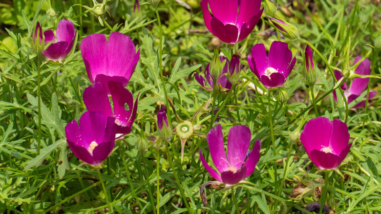 Purple-pink flowers of winecup in bloom