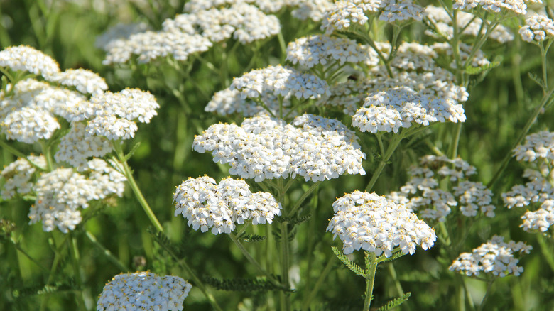 White yarrow flowers growing in clusters in garden