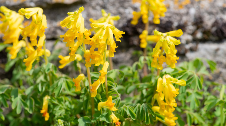 Yellow corydalis flowers blooming in yard
