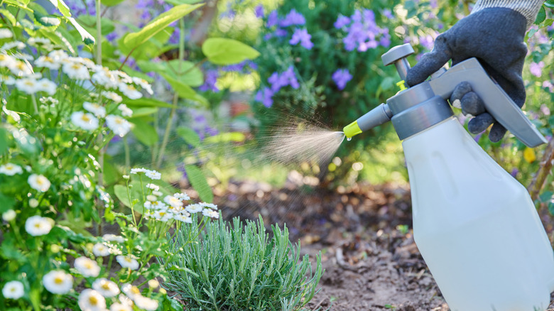 Person spraying plants in a garden