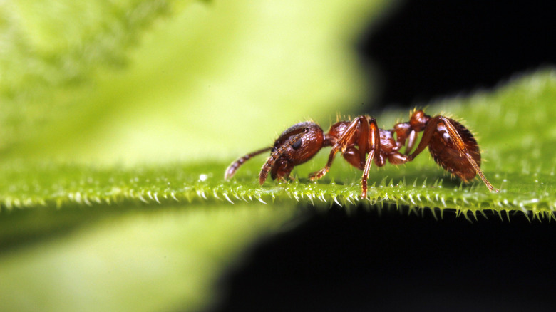 Red ant sitting on the surface of a leaf