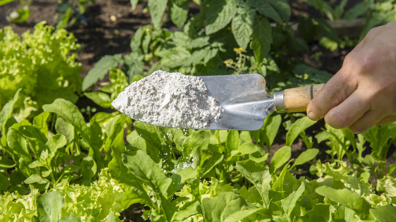 Hand holding a spade full of diatomaceous earth over a bed of garden plants