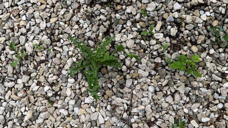 green weeds growing up through gravel