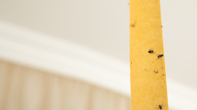 Dead flies on a sticky adhesive tape.