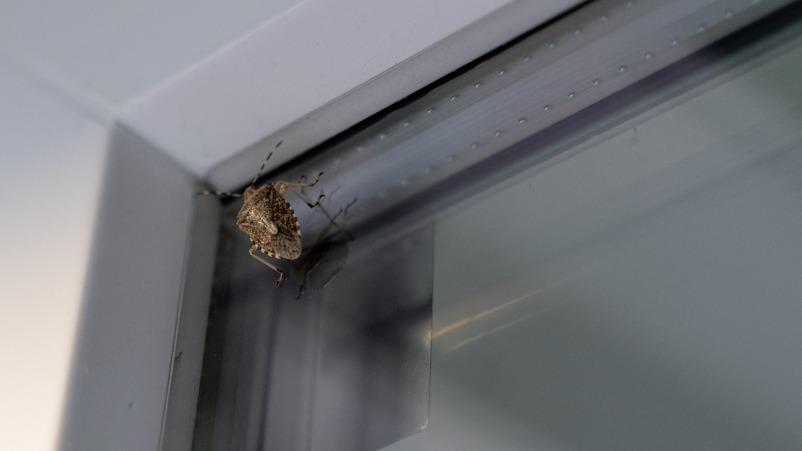 Forget Essential Oils: Get Rid Of Stink Bugs With An Easy Entry Barrier Trap