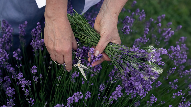Person using small scissors to cut lavender flowers.