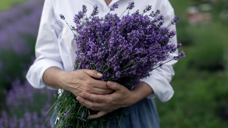 Person holding a large bouquet of lavender flowers.