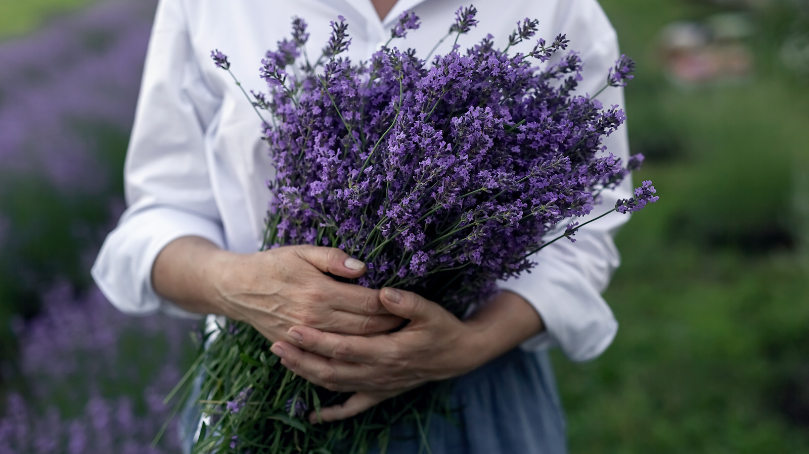 Think Twice Before Fertilizing Lavender Plants - Here's Why