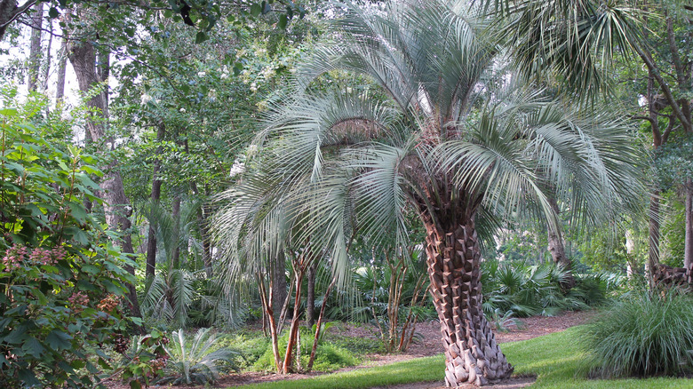 pindo palm with silvery-green feather-like leaves growing in garden