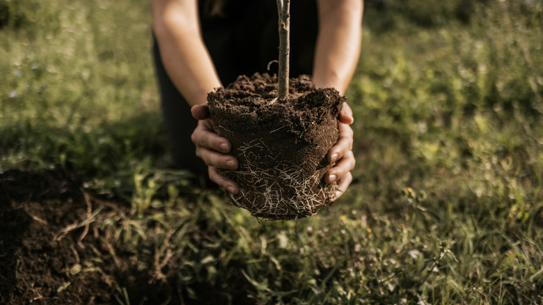 person planting tree into ground