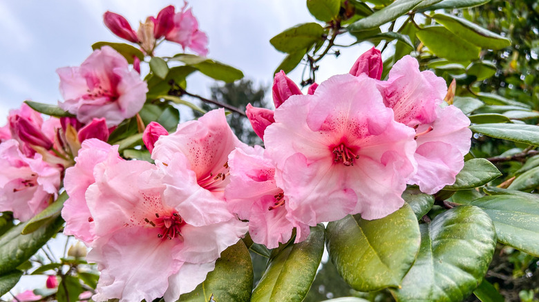 Pink Pacific rhododendron in bloom