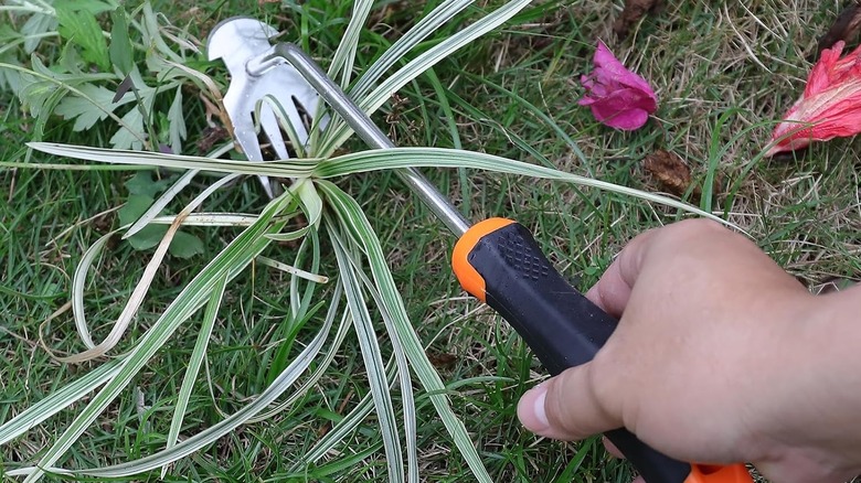 a person using the SIXCAR weed remover tool