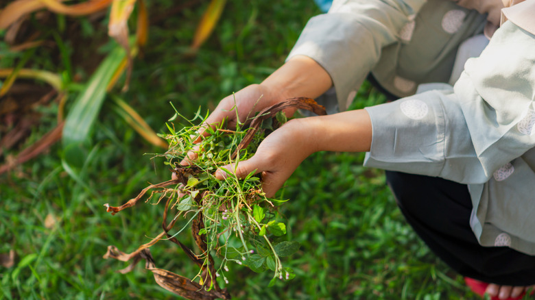 a Woman hand clearing, pulling out some weed form her garden