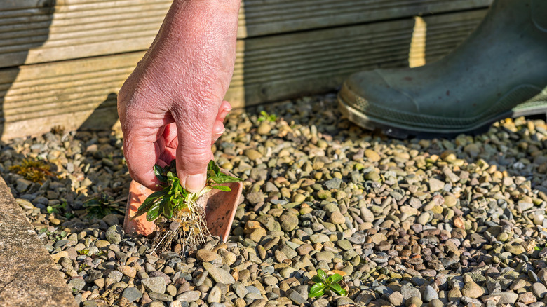 Person pulling weed from gravel with a hand tool