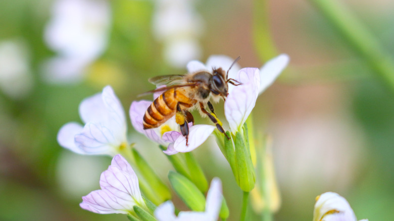 honey bee on a white flower close up