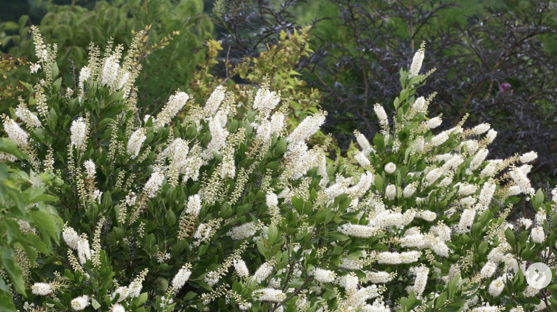 Vanilla Spice summersweet plant in bloom