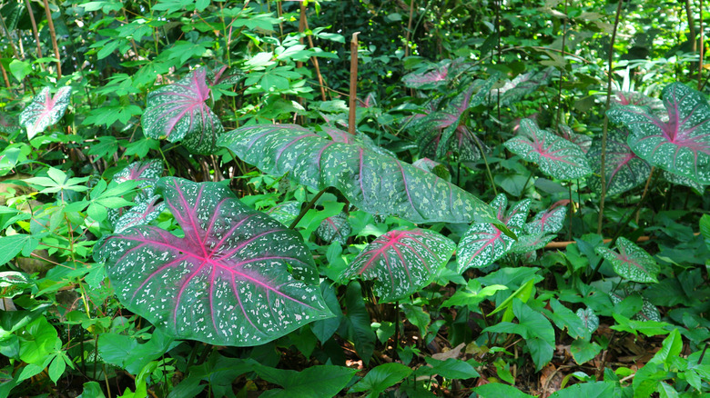 bicolor caladium growing in shade garden