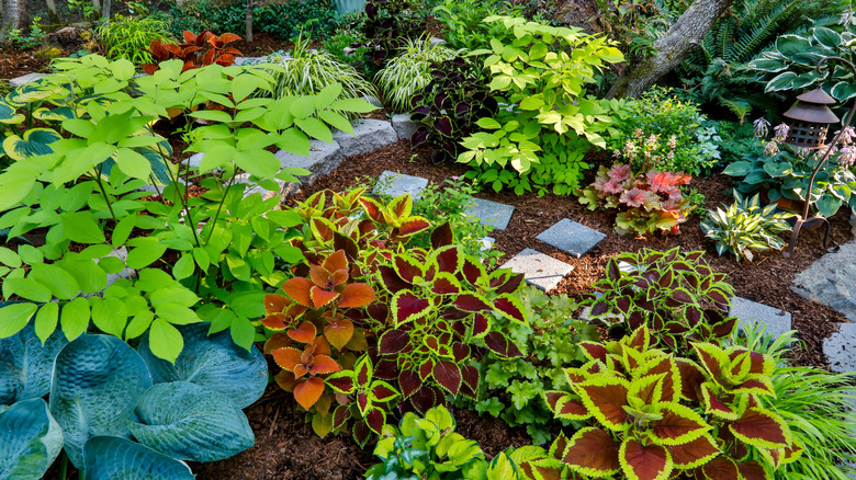colorful shade garden with hostas, caladiums, and other plants