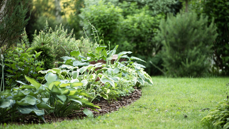 A curvy garden section filled with hostas.