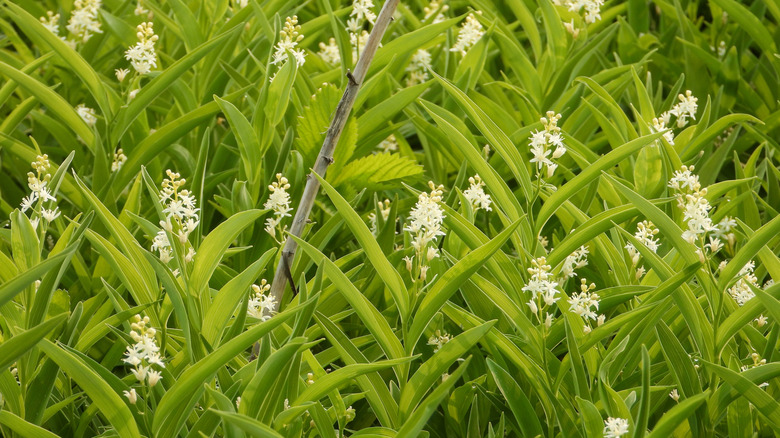 Closeup of Maianthemum stellatum (Starry False Solomon's Seal) a native North American wildflower