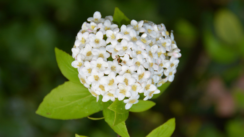 A tight mound of little five-petaled flowers are clustered above lime green oval leaves, with a blurred green background.