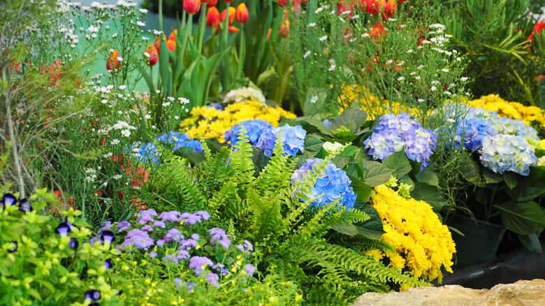 Hydrangeas bloom amid other flowers in a colorful garden