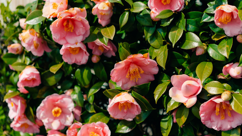 A camellia shrub bursts with blooms.