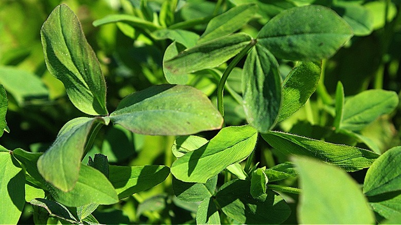 Close-up of green young berseem clover leaves and stems