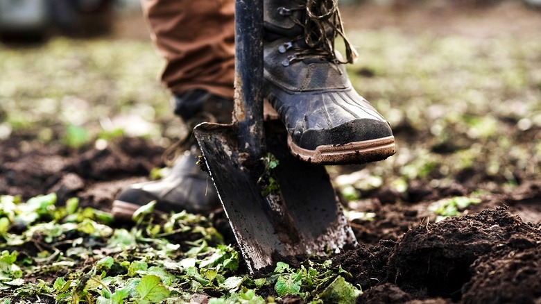 Close-up of the foot of a farmer wearing boots and thick pants using a square point shovel to dig a cover crop into the soil