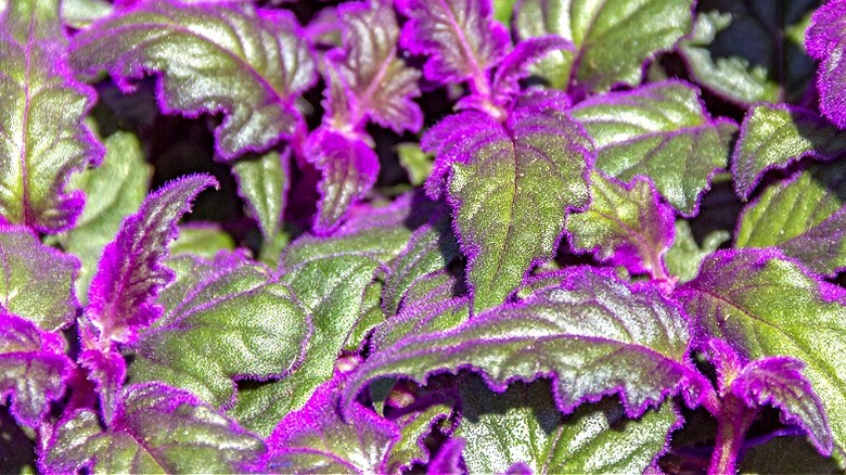 Close-up of purple passion plant leaves