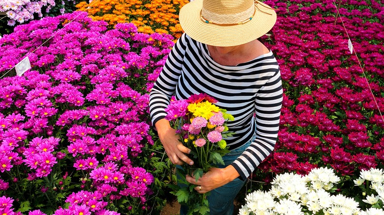 A person wearing a straw hat collects chrysanthemums from a garden center