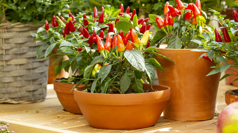 Red peppers growing in small terracotta pots
