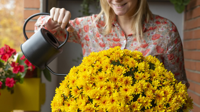 A woman watering a large bunch of yellow mums in a container