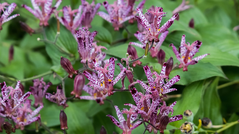 A closeup of the striking flowers of the toad lily (Tricyrtis 'Sinonome')