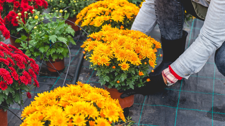 A person selecting a pot of yellow chrysanthemums at a garden center with red varieties in the background