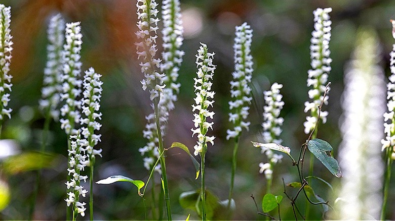 White blooms of the nodding ladies' tresses