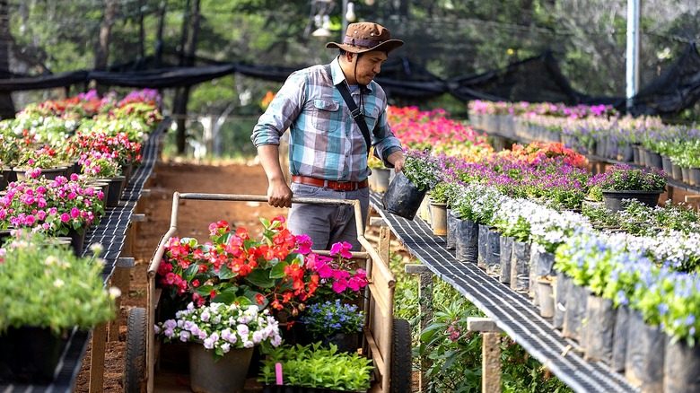 A gardener with a cart full of flowering plants considers another plant with purple blooms